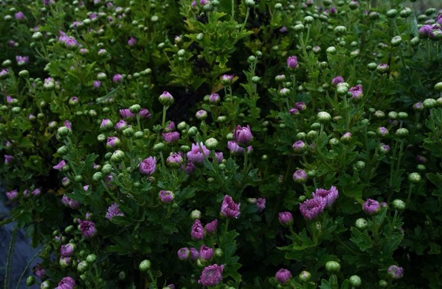 紫菊