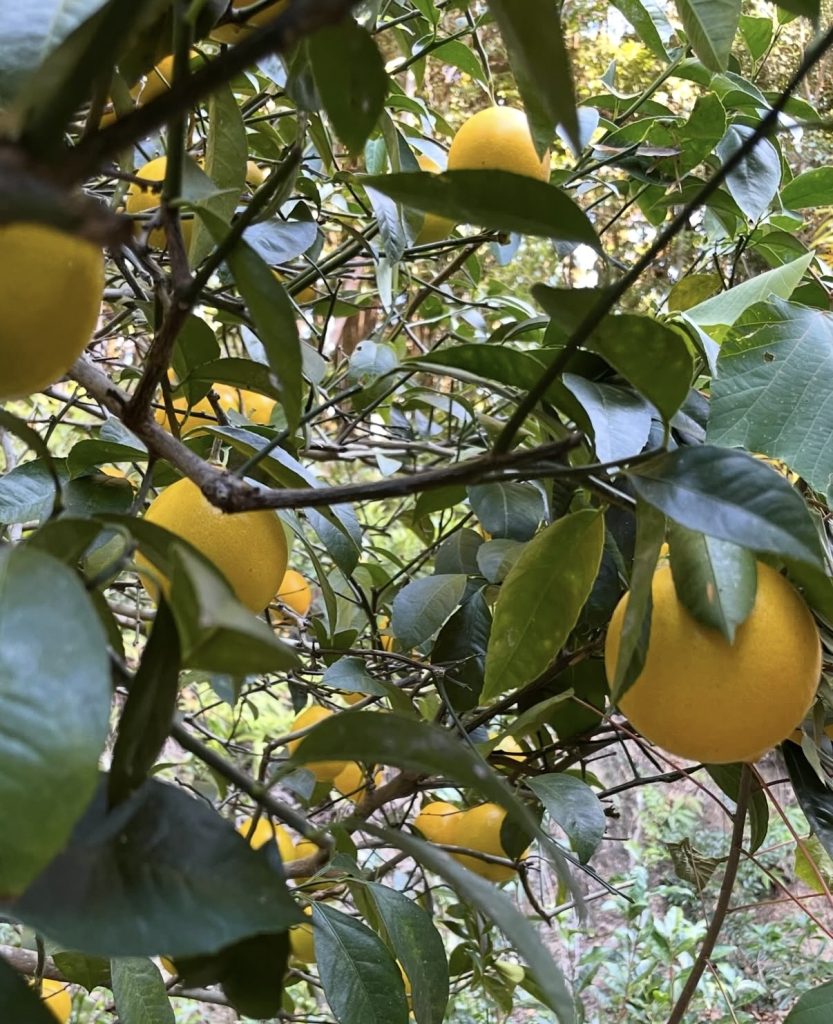 父から『ともみの店のお客さんに🍋』