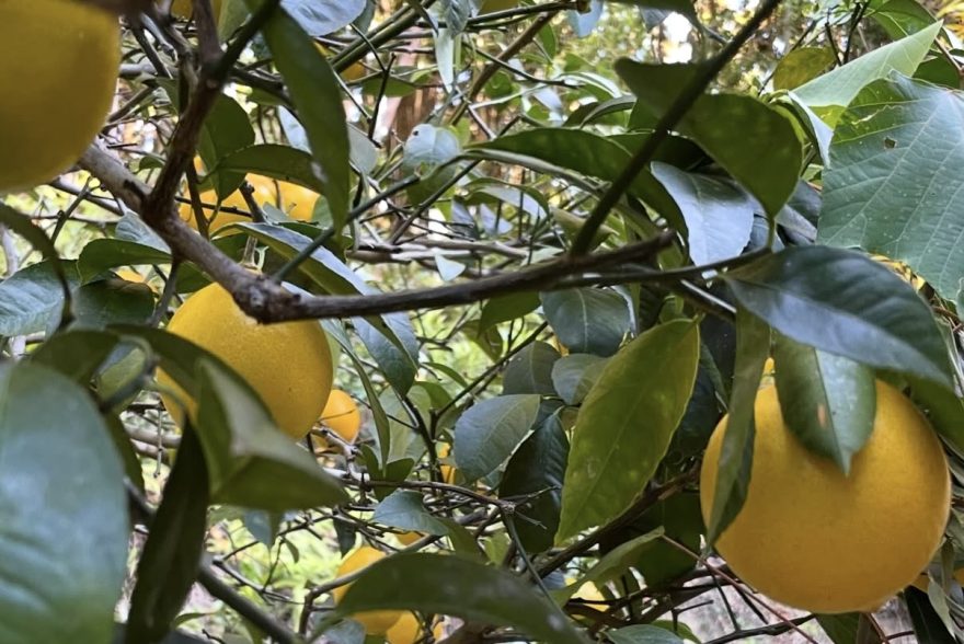 父から『ともみの店のお客さんに🍋』